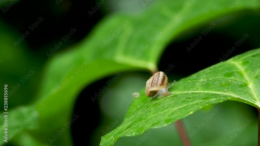 Snail slowly crawling on a wet green leaf. Natural background with moving insect.
