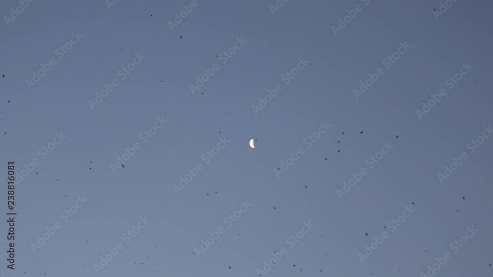 flock of birds flying in the sky with moon