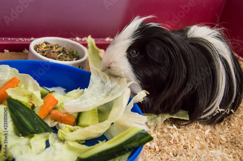 guinea pigs eat fresh vegetables, green carrot and cucumber salad