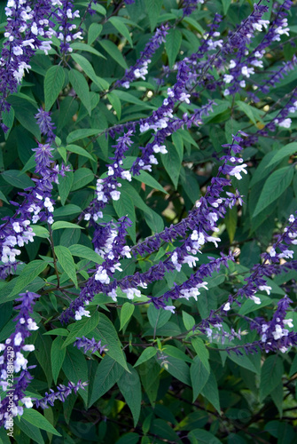 Salvia Phyllis Fancy photo