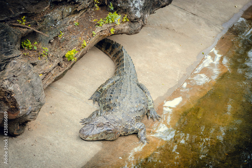 crocodile at the zoo Argentina