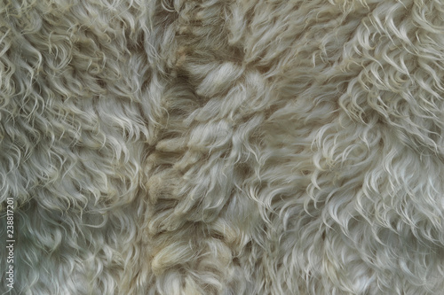 White sheep fur. Dirty unkempt wool. Strands fur. Skin for caps.