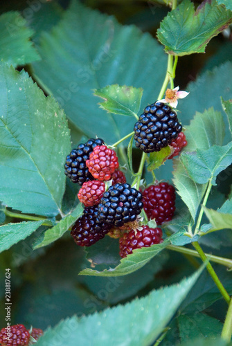 Rubus - Mure Geante photo