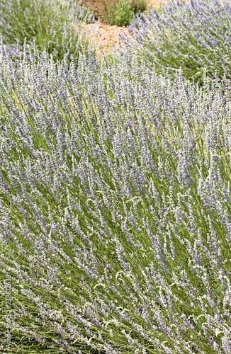 Lavandula Pedunculata Joubert photo