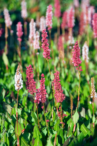 Persicaria Affinis Kabouter photo