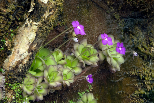 Pinguicula Cyclosecta