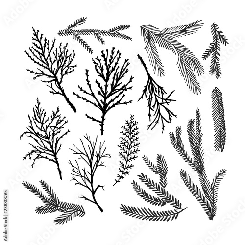 Set of pine tree branches. Hand drawn Christmas and winter decorative elements.