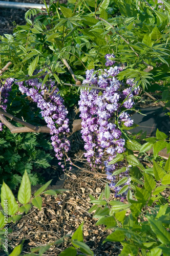 Wisteria Floribunda Black Dragon photo