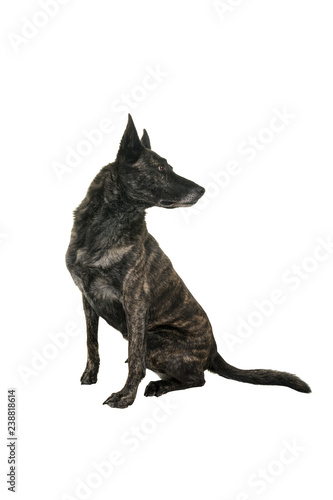 Obraz na plátně Portrait of an Brindle Dutch shepherd in a studio isolated on white background