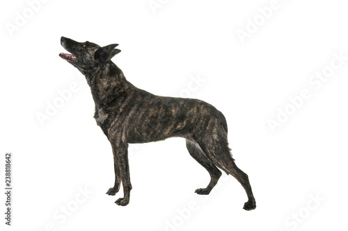 Portrait of an Brindle Dutch shepherd in a studio isolated on white background