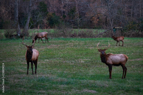 Wild Elk Herd in Boxley, Arkansas photo