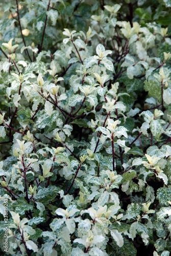 Pittosporum Tenuifolium Irene Paterson photo