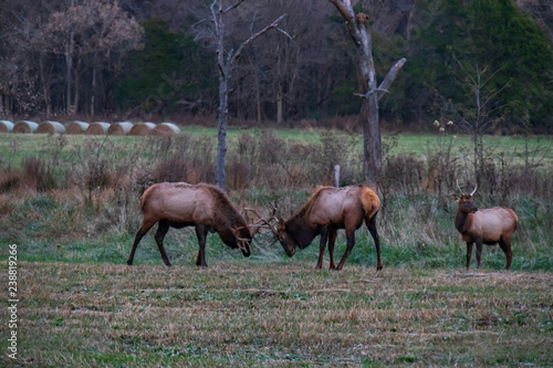 Fototapeta Naklejka Na Ścianę i Meble -  Wild Elk Herd in Boxley, Arkansas