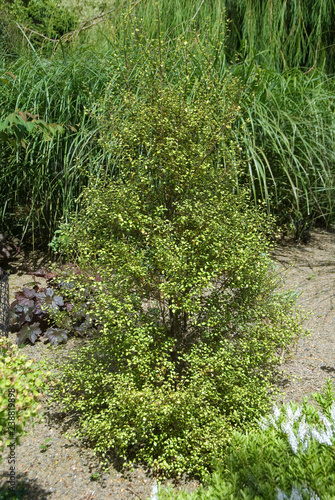 Pittosporum Tenuifolium Tandara Gold photo