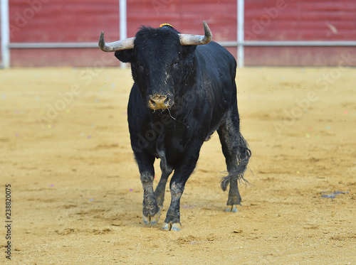 bull in spain