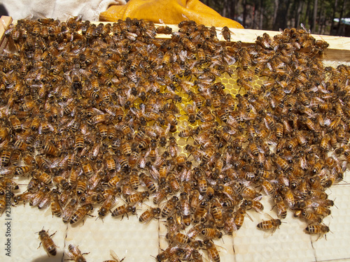 Bees making a honeycomb