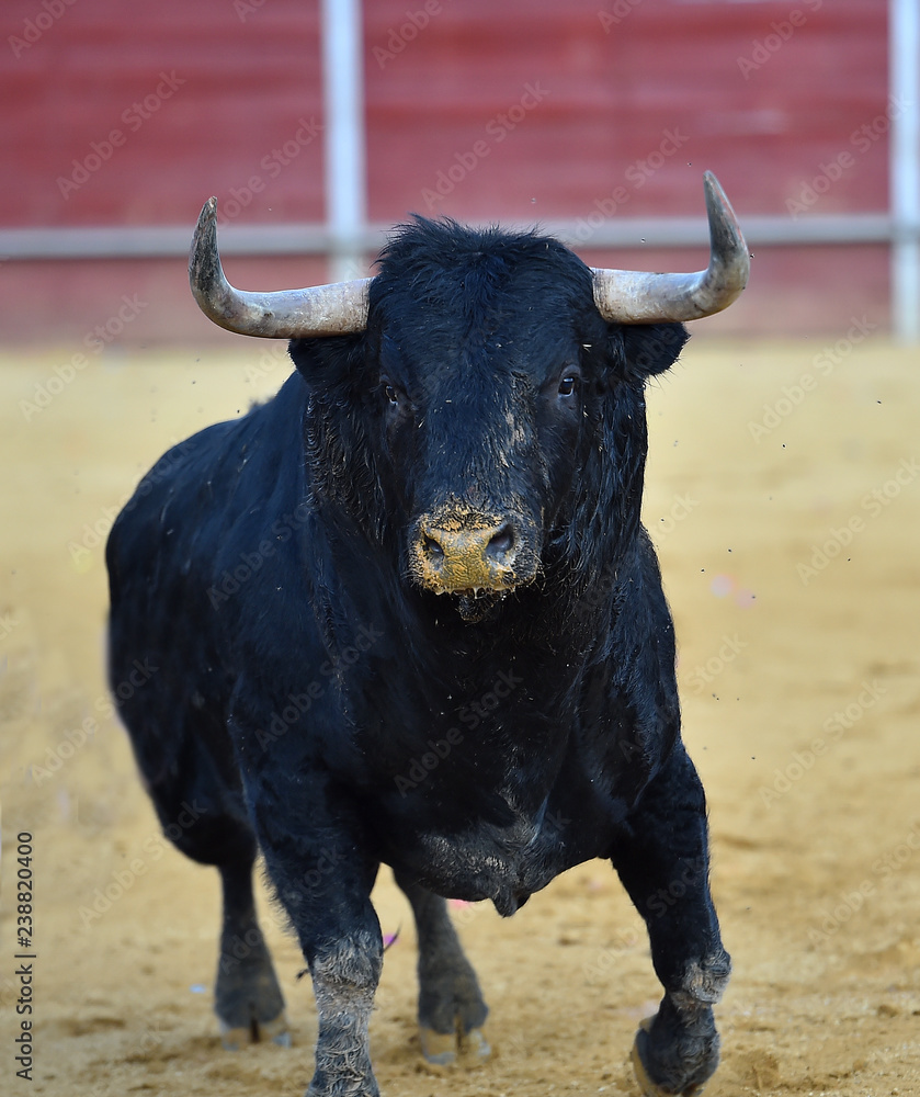 strong bull in spain