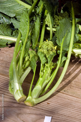 Fényképezés Brassica Rapa Var Cymosa - Cima Di Rapa