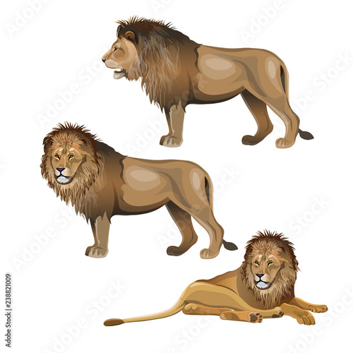Lion set vector