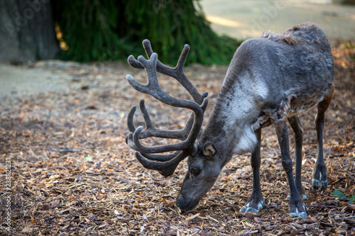 Bild auf Leinwand The reindeer (lat