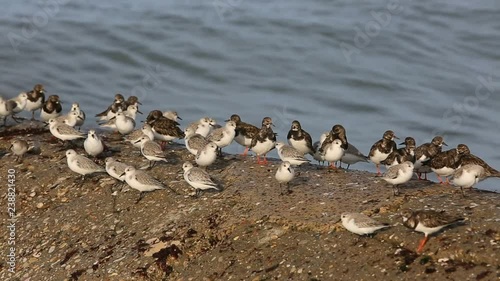Footage of shorebirds looking for food on a shore in Brittany. The environmental sound of waves and birds is present.