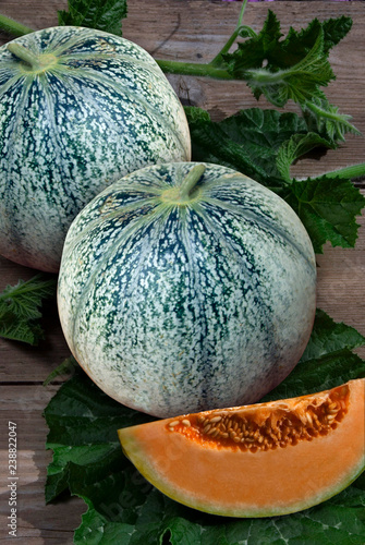 Cucumis Melo - Melon Petit Gris De Rennes