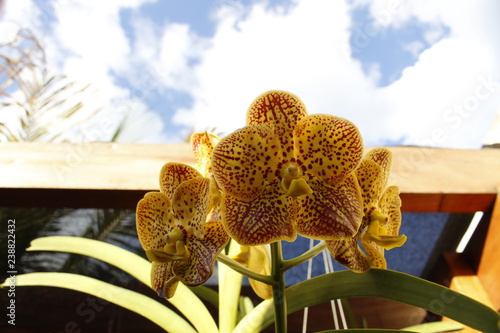 Vanda Ascocenda Somsri Thai Spot photo