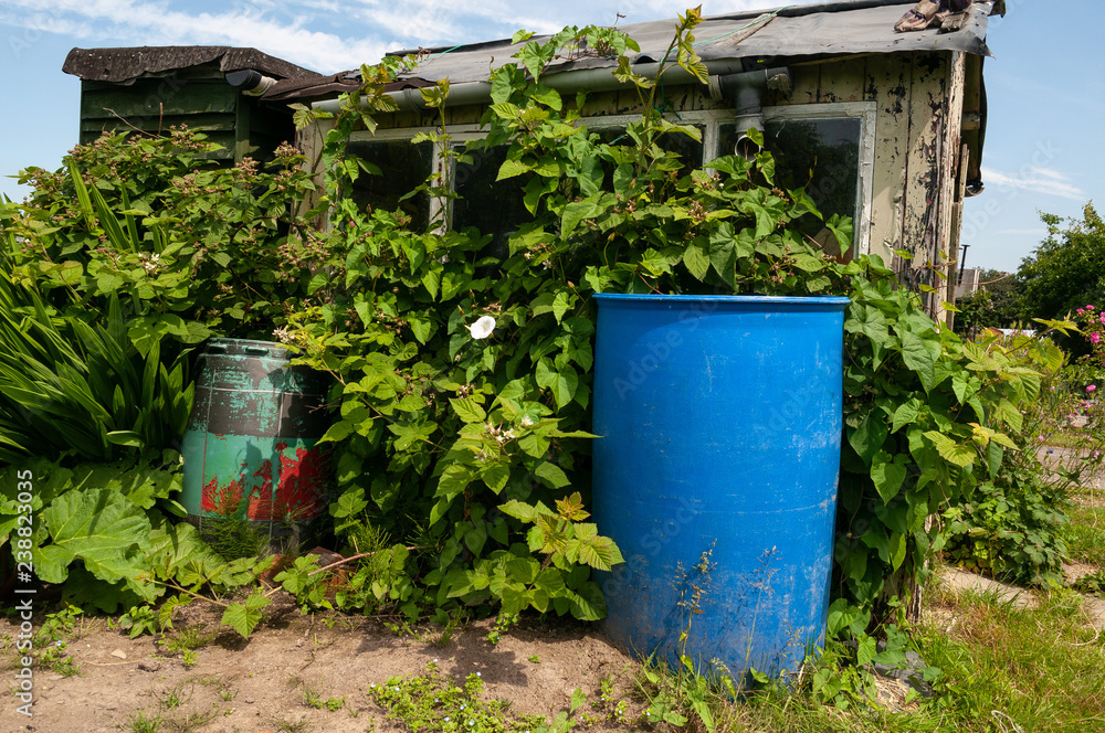Garden shed and water butts Garden shed and water butts