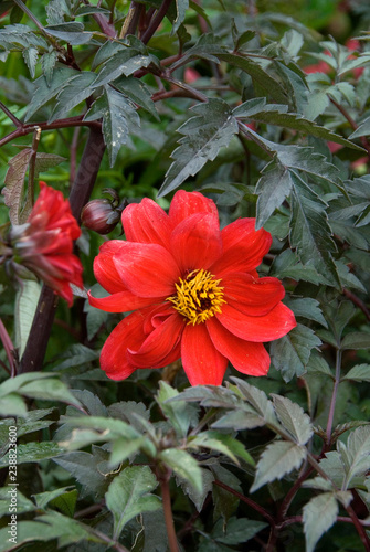 Dahlia Bishop Of Llandaff photo