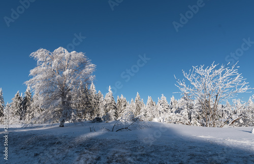 Schwarzwald im Winter