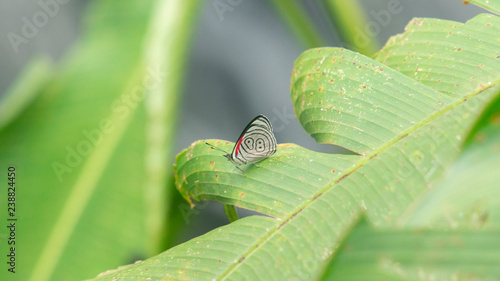 Butterfly with white wings with black lines and a red spot perched on a green leaf in the northwestern zone of the province of Pichincha - Ecuador