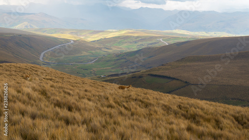 Pair of Ecuadorian llamas walking among the grasslands in the Ecuadorian highlands with mountains background on a cloudy day