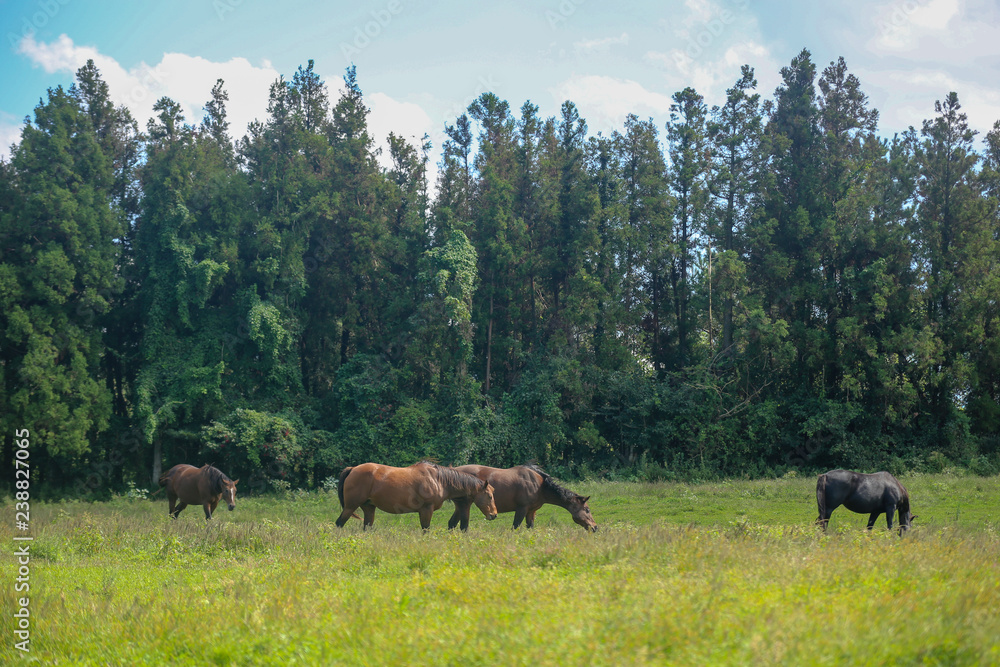 Horse of the ranch of Ishidol in Jeju Island