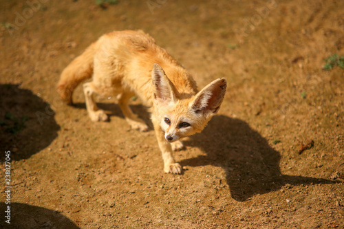 A desert fox on the edge of something © SUNGKYU