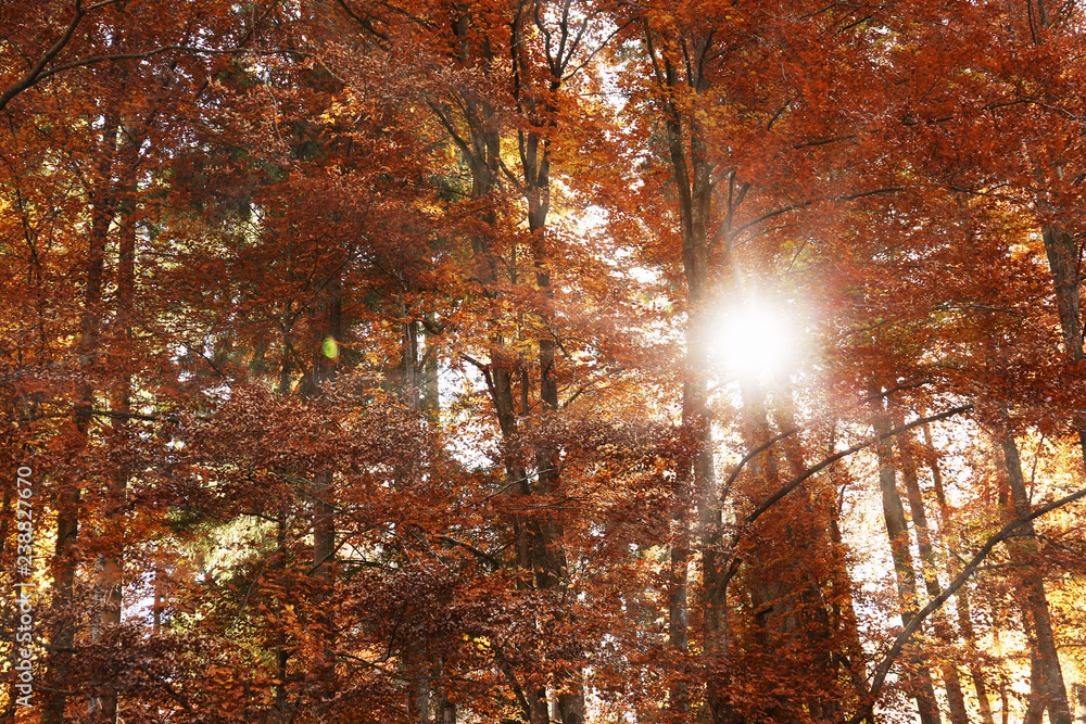 Sunlight getting through trees in autumn forest Sunlight getting through trees in autumn forest