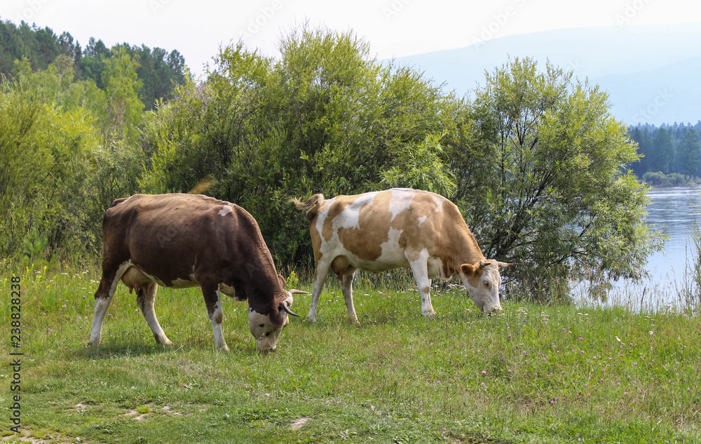 Cows on a glade