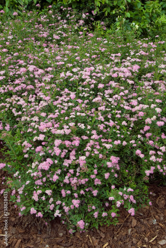 Spiraea Japonica Little Princess