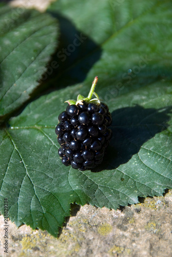 Slika na platnu Rubus - Mure Geante