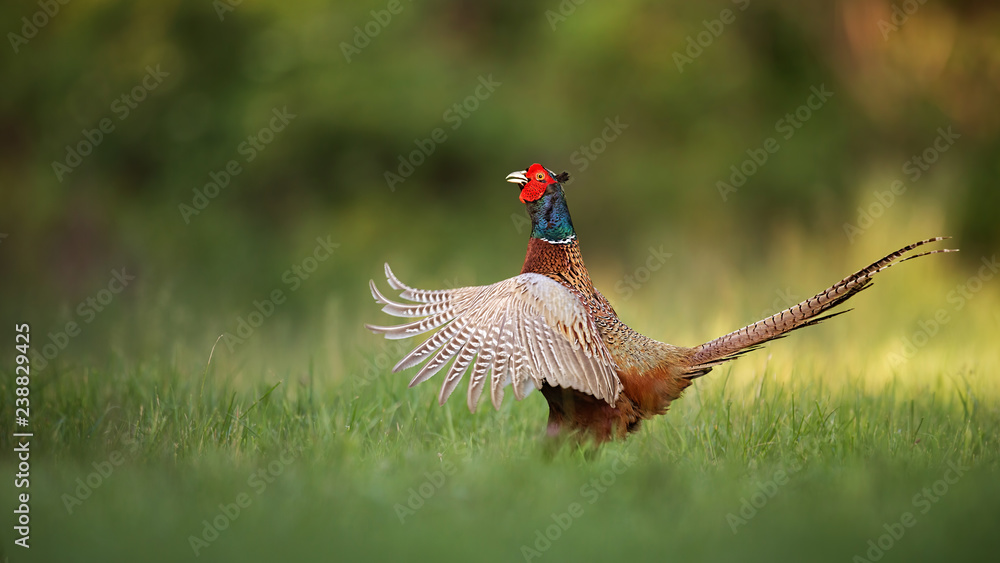 Fototapeta premium Male common pheasant, phasianus colchicus rooster showing off. Cock with wings wide spread and beak open. Exotic looking colorful european wild bird in natural environment. Panoramatic composition