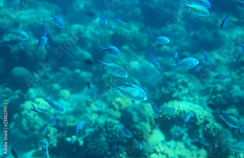 Sardine school in coral reef. Coral reef underwater photo. Mackerel shoal. Tropical seashore snorkeling or diving. © Elya.Q