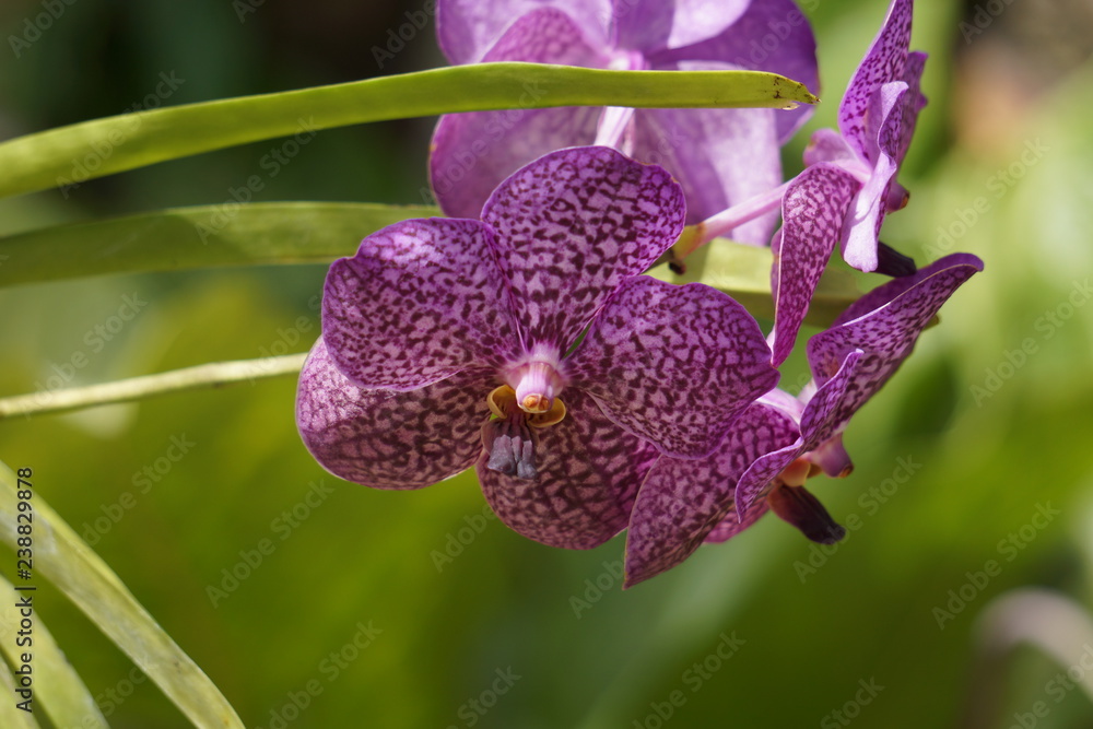 orchid on green background orchid on green background