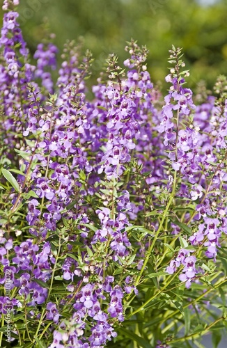 Angelonia Angelmist Dark Lavender photo