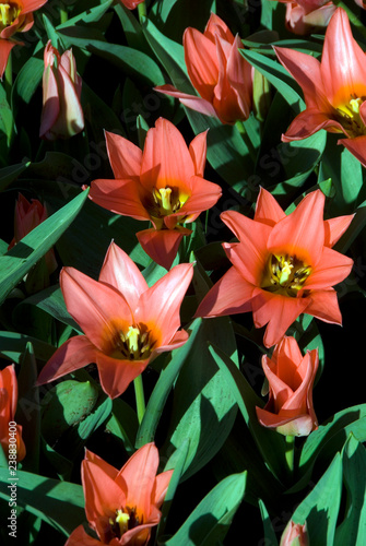 Canvas Print Tulipa Greigii Toronto