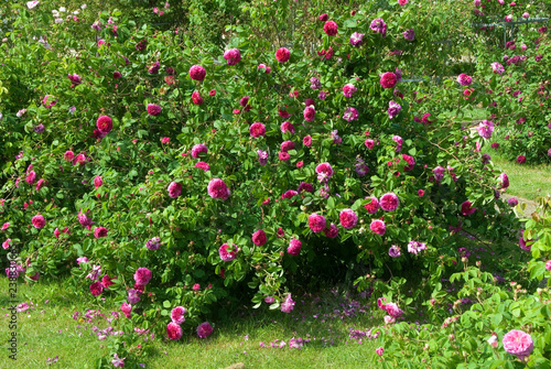 Fotografie Rosa Louis Philippe - Rosier