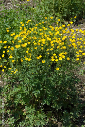 Slika na platnu Ranunculus Acris Acris