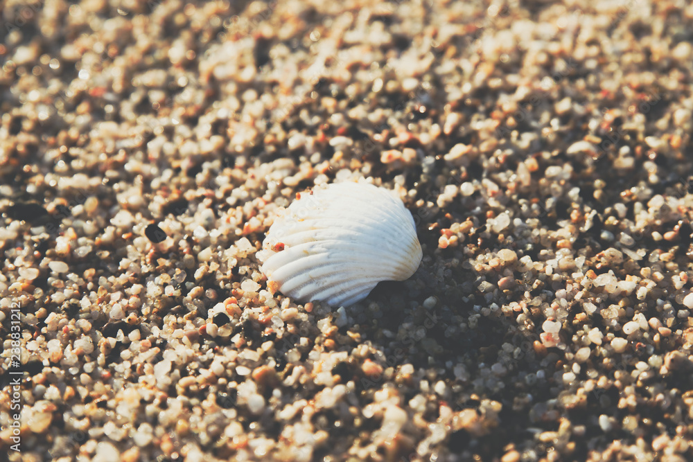 Shell in the sand beach background