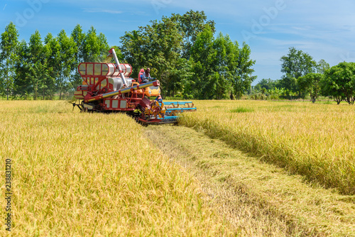 Combine harvester in action on rice field. Harvesting is the process of gathering a ripe crop