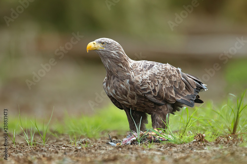 Adult white-tailed eagle  halitaeetus albicilla  in natural environment feeding on a catched fish. Detailed portrait of wild bird in summer.