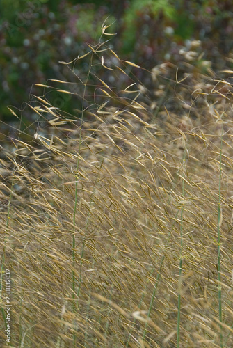 Stipa Gigantea photo