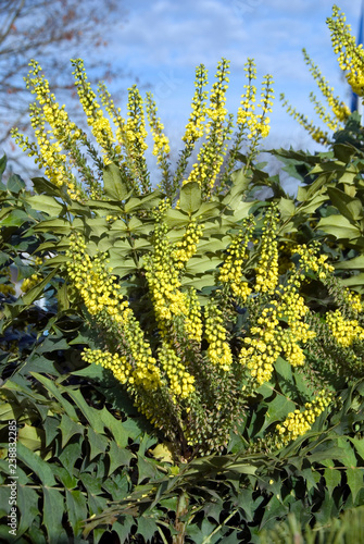 Mahonia Winter Sun